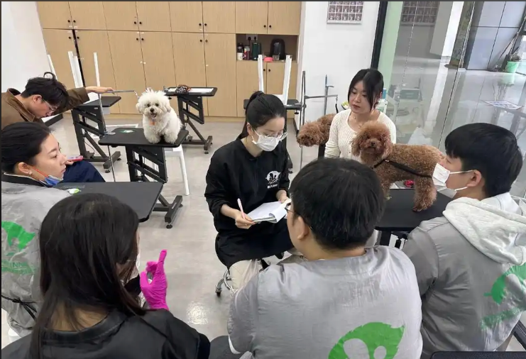 白城市宠物美容培训宠物美容培训学校 - 哪里好
